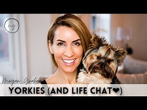 Yorkie chat (and life❤️) | Catch up with Megan Graham
