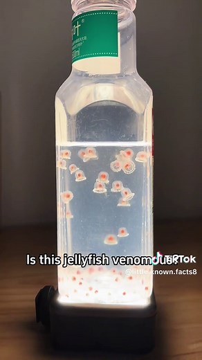 Exploring the Fascinating World of Jellyfish