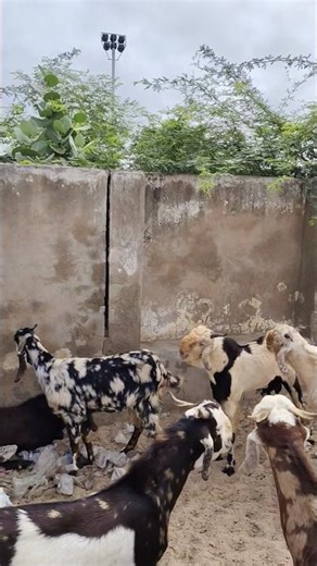 Yummy Goat Romance in the Village 😍🐐💖 #goat #animals