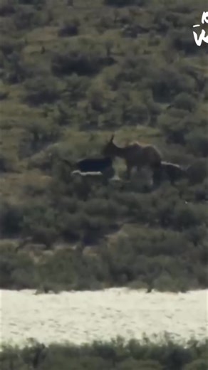 As spring arrives, a white wolf faces the challenge of hunting for her pups. The elk are strong and the hunt is difficult, but the wolf pack perseveres. Spring is a crucial time to make a kill for survival. Have you ever witnessed nature's delicate balance? #WhiteWolf #SpringHunt #Wildlife #Nature #Survival #WolfPack | Real Wild
