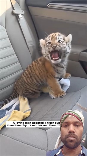this man adopt a baby tiger#viralvideo #shortvideo #youtubeshorts #trending