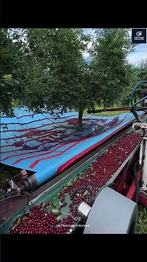 Modern Cherry Harvesting: Innovative Technology at Work!