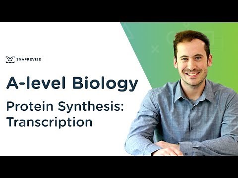 Protein Synthesis: Transcription | A-level Biology | OCR, AQA, Edexcel