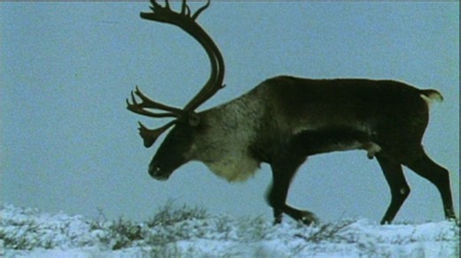 Different animals around the world