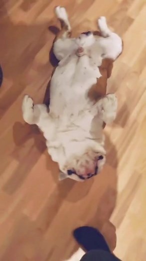 BulldogPabs on TikTok