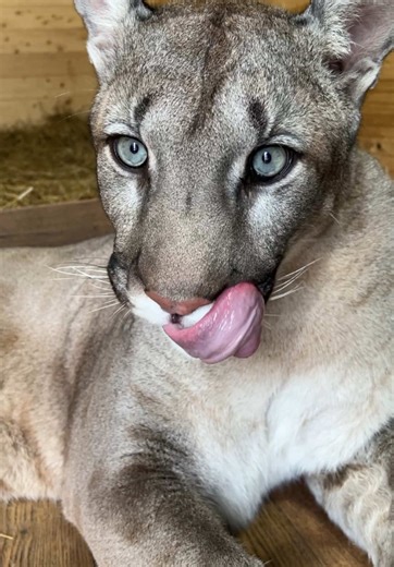 Explore the Charm of Pumas and Funny Cats