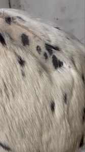 HELP- My Harmony Plus clipped one stroke and stopped clipping ❓❓ Checklist 1️⃣ Is your blade double clicked? This is most commonly the issue, if your blade is not fully engaged with the drive lever on the clipper it will pop out out once the blade meets the resistance of hair. Your blade click 2 times! 2️⃣ Is your blade sharp? If your blade has been used multiple times before it may just need to go for sharpening 3️⃣Has your blade been recently sharpened and possibly incorrectly tensioned? If th