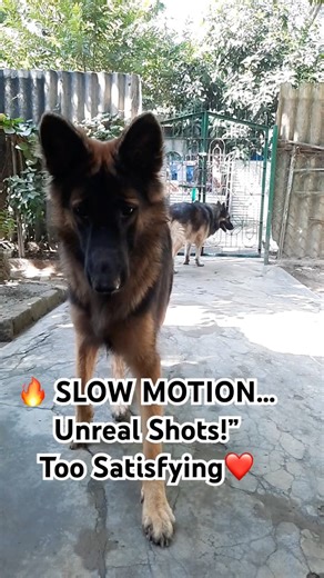 🐾 “This Slow Motion Dog Clip Will Make Your Day!”#DogLovers #SlowMo #dogshorts #youtubeshorts