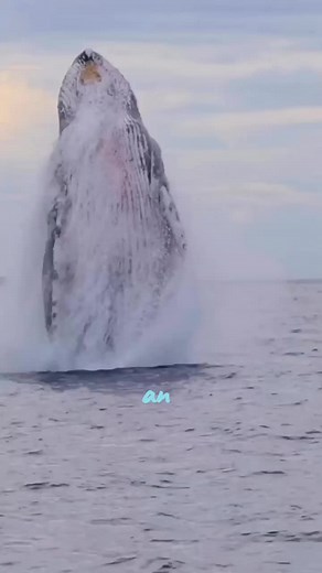 Ocean Sounds: A Musical Journey
