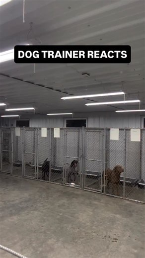 Cherry Hoggs | Dog Training on Instagram: "⚠️ DOG TRAINER REACTS ⚠️ - Pointer jumps out of high kennel 👀 HOUNDS! Not for the faint hearted…. You’ve been warned! . #dogtraining #dogtrainingtips #puppytraining #reactivedog #viral"