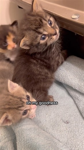 1.5M views · 10K reactions | Life lesson with Mama G are a bit ruthless | For the Love of Kitten Rescue | Facebook