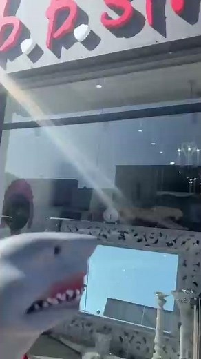 SHARK PUPPET GETS JUMPED!!!!!!