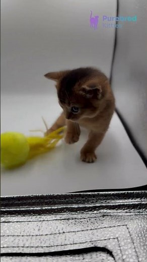 Meet Tera: Ruddy Abyssinian Kitten 🐾 Playful & Loving! #Abyssinian #RuddyKitten