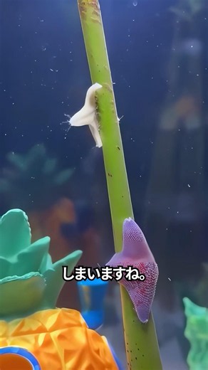 まるでヒトデたちのパーティー