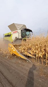 Just pure thrashin’🌽 . . . 🎥 : @beavercreekfarmsltd . . . #farming #claas #corn #thrash #thrashing #epic #harvest #agriculture #agro #cornlife #farmer #farm #nodaysoff #equipment #machinery #beautiful #food #ag #satiafying #country | Farming Watch