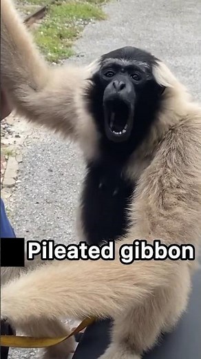 Top 5 Most Terrifying Monkey Sounds 🐒😱