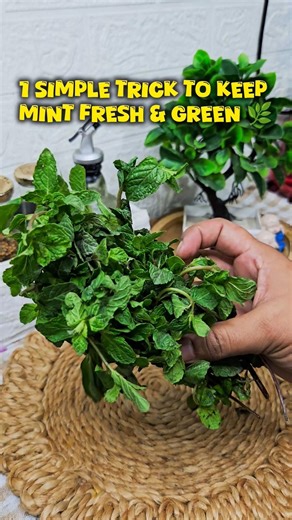 Pudina Store Karne Ka Sahi Tarika | Stay Fresh Longer #hack #kitchenhacks #indianfood