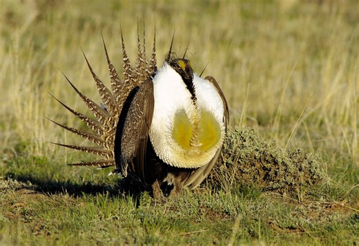 One of the American West's most iconic birds is attempting to mate near a dangerous airport. Could robo-birds help save them?