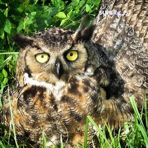 Did you happen to know any of these incredible owl facts? 🙀👀 | The Pet Collective