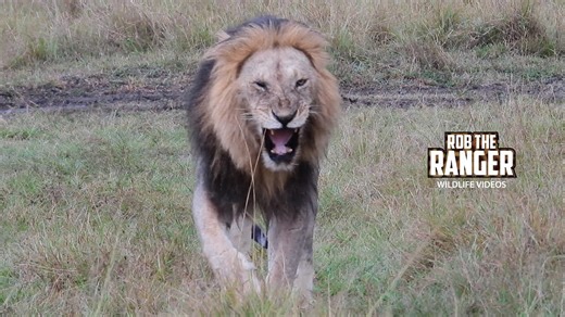 Powerful lion pride surrounds a very lucky zebra