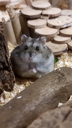 Scared Hamster Sound #hamster #hamstersound #scaredhamster #pets