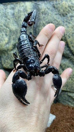 44K views · 680 reactions | Here is my male Emperor scorpion...