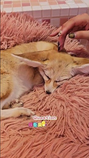 フェネック🦊って砂漠地帯に生息しているんだって #フェネック #フェネックギツネ #フェネックのいる生活 #フェネック可愛い #動物好き #animals #whatthepet