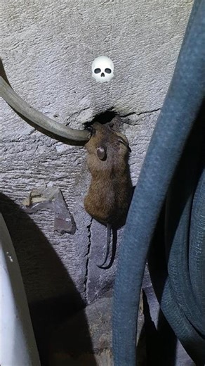 Mouse Got Electrocuted