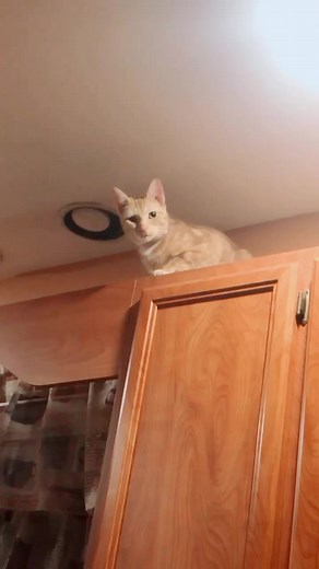 Crazy Cat Antics That Will Make You Smile
