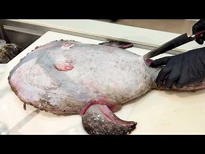 Out-of-season Anglerfish in a market corner… Something’s wrong! Something insane was in its stomach