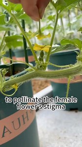 What is the process for growing watermelon in a container? | Manufor Progress