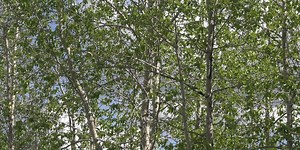 Health Watch: Snuffing out spring allergies in Alaska