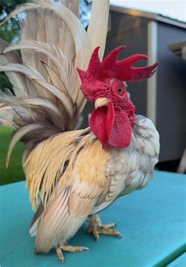 Have you complimented your rooster today?🐓🤗 #backyardchickens #chickens #chickensoftiktok #petchickens #rooster