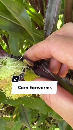 Effective Ways to Deal with Corn Earworms in Your Corn Crop