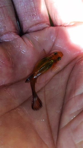 red Java gappy।। গাপ্পি ফিশ।।#gappi #gappyfish