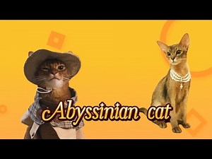 The Abyssinian Cat: Ancient, Playful, and Irresistibly Charming