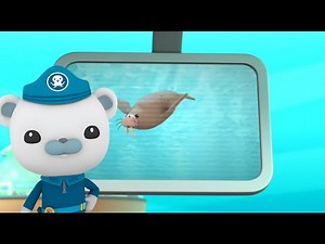 Octonauts - Creature Report - Walrus (UK)