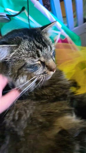 he is sitting on my tutu! #tutu #cute #dance