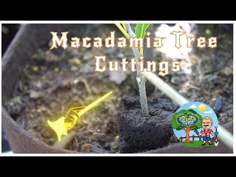Grow Macadamia Trees From Cuttings - The critical step to success