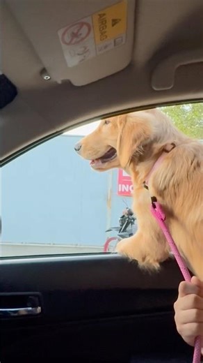 She is a child trapped in a Golden Retriever’s body! 🥹