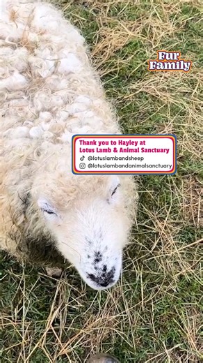 2.7K views · 47 reactions | Dolly the sheep was viciously attacked...