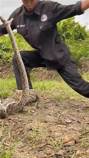 Found a snake acting possessed #bigsnake #snake