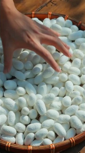 How Silkworm Cocoons Become A Masterpiece 🤯