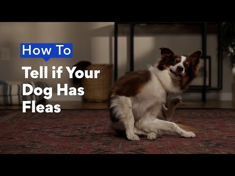How To Tell if Your Dog Has Fleas | Chewtorials