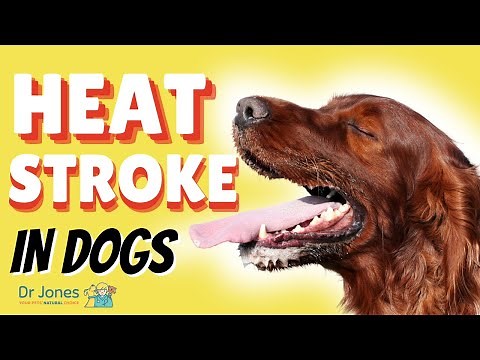 Heat Stroke in Dogs: Signs and Emergency Treatment