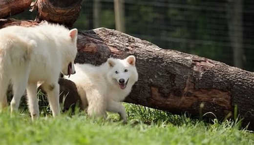 Meet Khaleesi: First female dire wolf brought back to life after 12,000 years