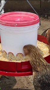 Self made Feeder | Poultry Solution