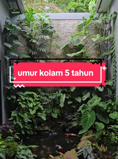 Discovering My 5-Year-Old Natural Pond