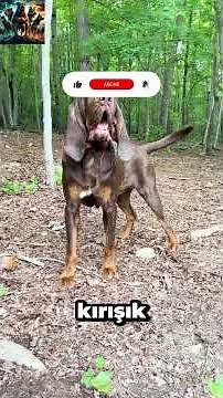 5 Facts You Should Know Before Adopting a Bloodhound! Its Nose is Legendary 👃🐕