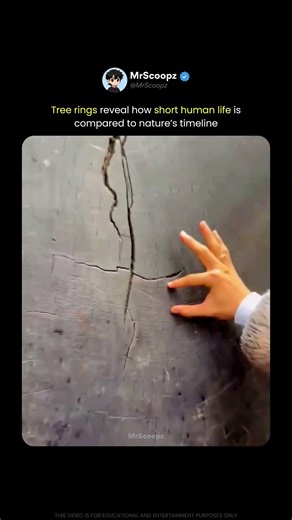 Each Ring Marks a Year of Life 🌳